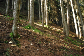 #1: View steep up to the CP 47N 12E from a distance of 53 m