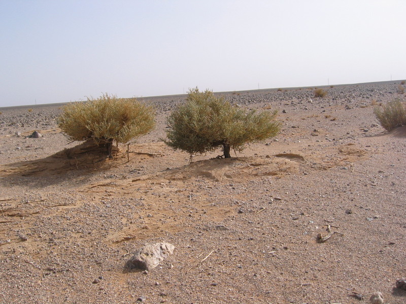 Little "bonsai" trees