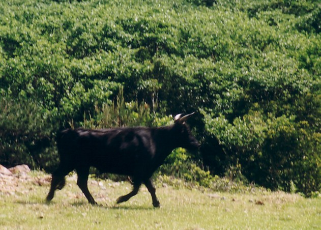 Wild Japanese beef