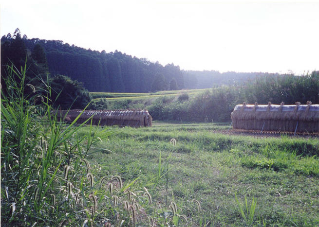 Some rice paddies