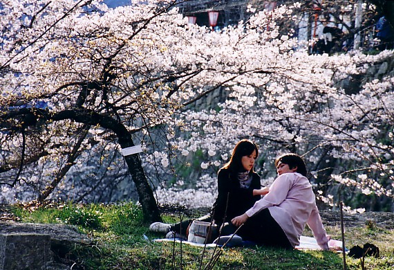 Hanami in Tsuyama