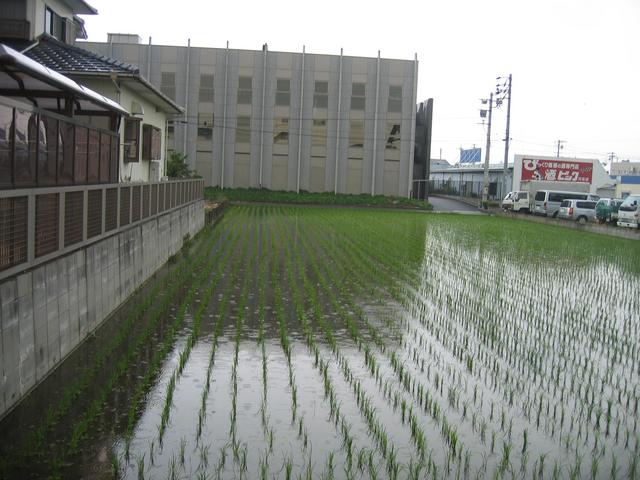 Rice field