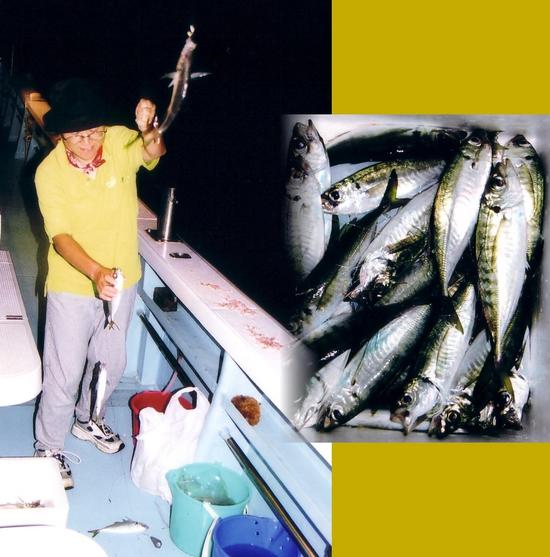 Horse mackerel fishing