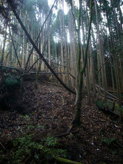 #1: View of the confluence from 20 meters NW