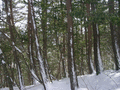 #2: View from the confluence to the southeast, more trees