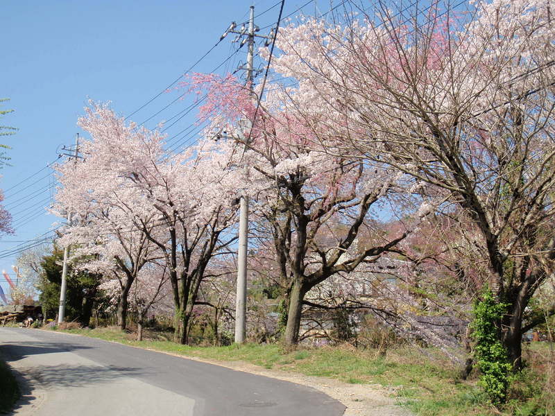 Cherry blossom