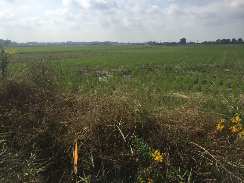 View of 36 North 140 East, looking southeast, in the foreground, across the drainage ditch.