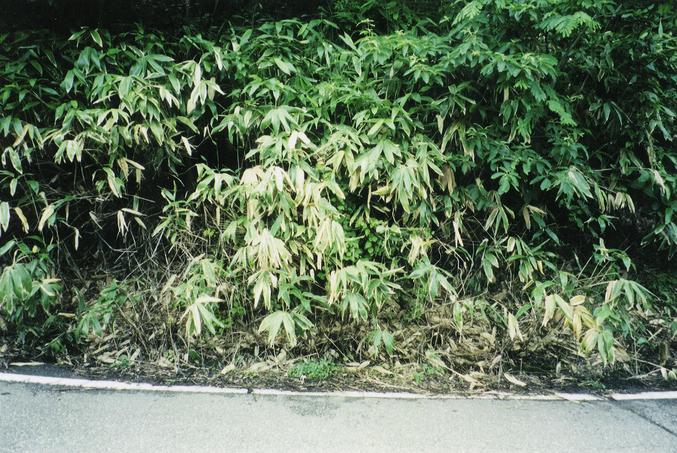 The point itself seemed to be just a step into this stand of bamboo.