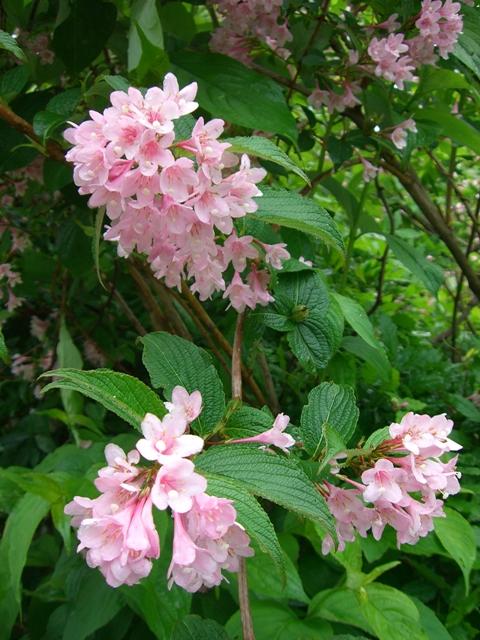 Flowers along the road