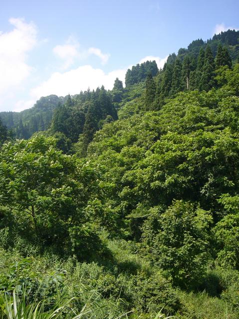 Overview of the confluence from the corner of rice fields