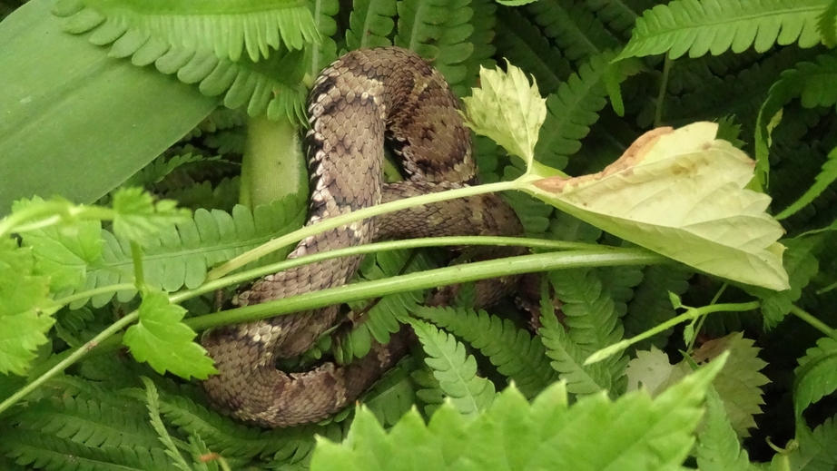 Snake around 50 m in front of the CP