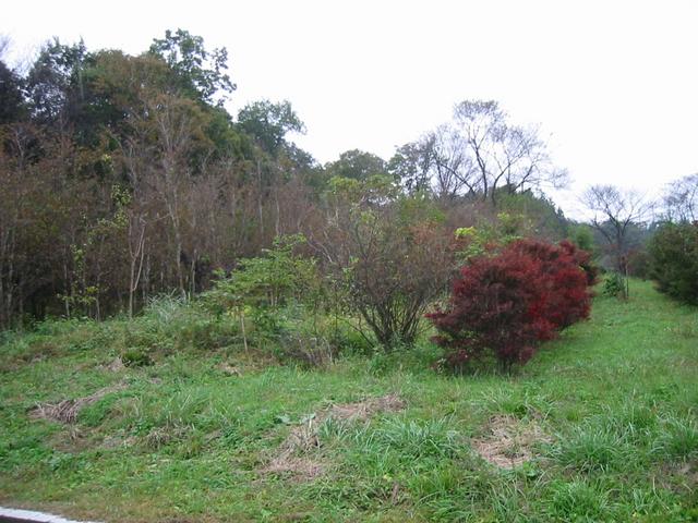 Circumference of the confluence from the roadside