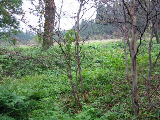 A thicket or crop field where the confluence is in