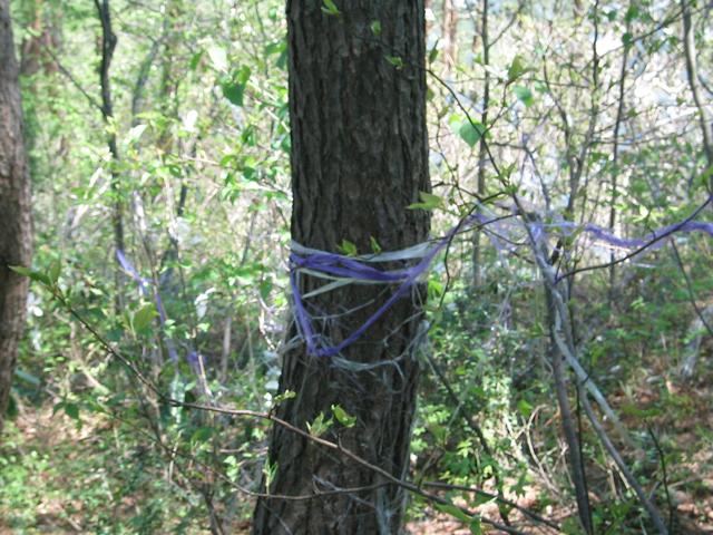 Strange purple and white ribbon.