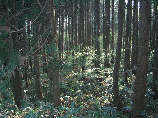 Dark forest on way up the mountain.