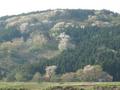 #6: Blooming cherry trees on hill behind the confluence which is in front of blue shack.