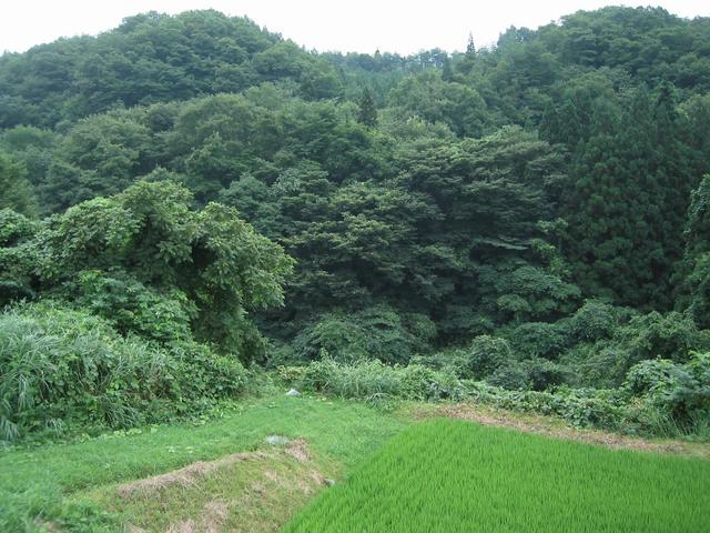 Rice farm ends about 90 m from the confluence.