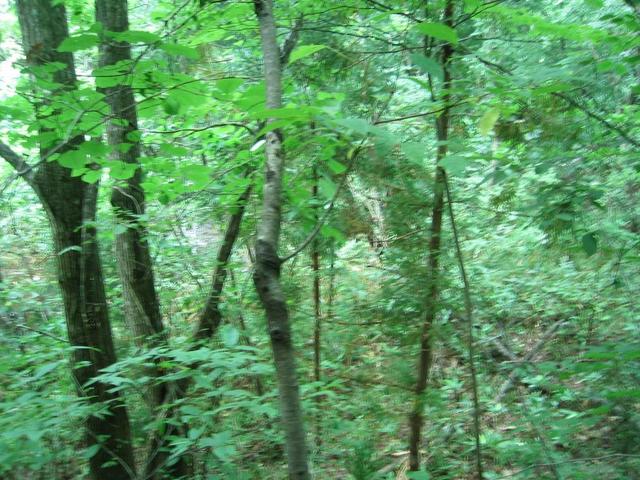 North view of confluence.