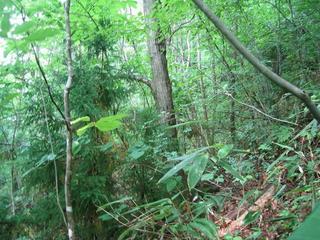 #1: West view of confluence.