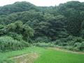 #3: Rice farm ends about 90 m from the confluence.