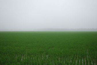 #1: The field with the Confluence