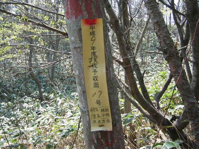 Some kind of forest marker at the confluence.