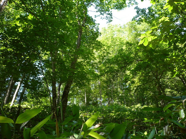 West view of confluence.