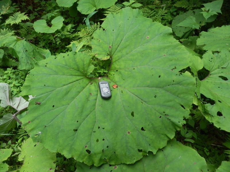 Coltsfoot Leaf