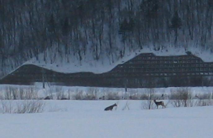 Deer before dusk.