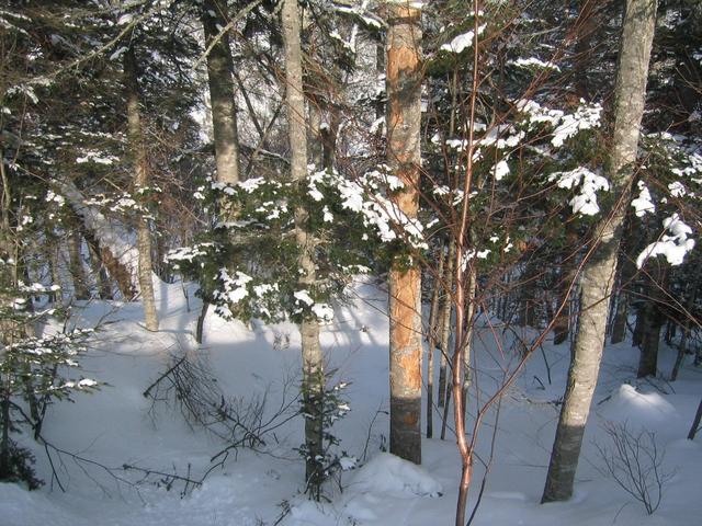 East view from the confluence