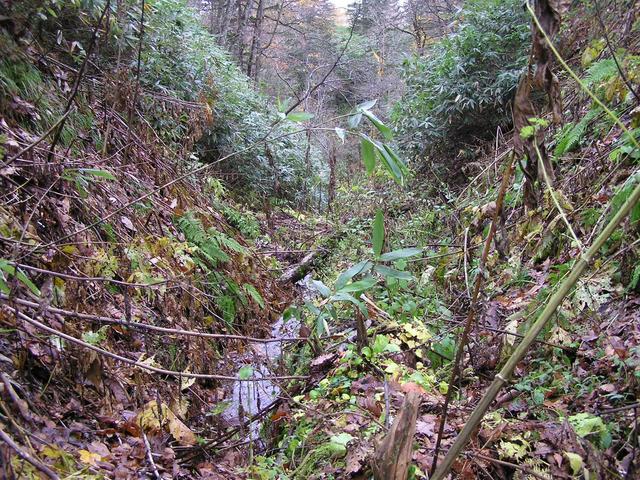 Eastward view from the confluence.