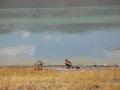 #10: Eagles feasting on flamingos