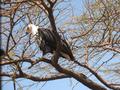 #11: Fish eagle