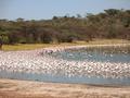 #8: Flamingos