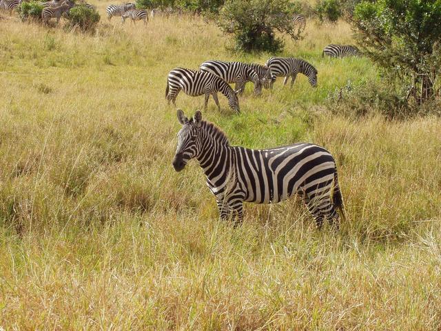 A group of zebras