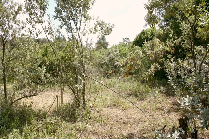 View from the confluence east