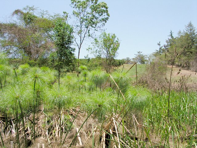 Looking North from the CP. You can see the coffee plantation beyond the papyrus