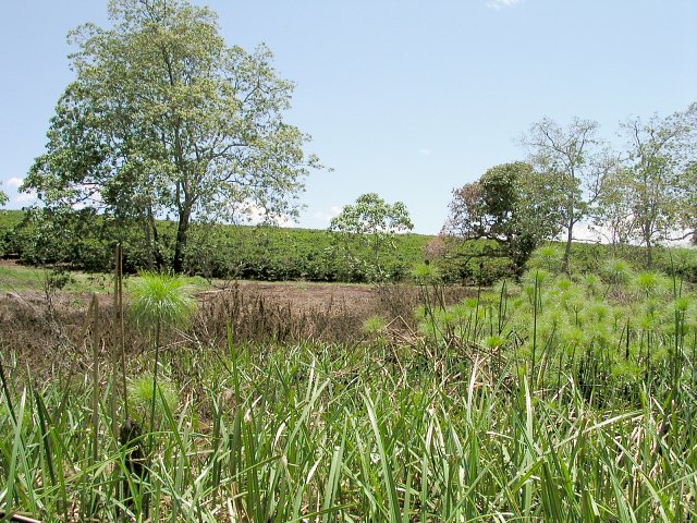 Looking South, showing the coffee plantation from which we approached the Confluence