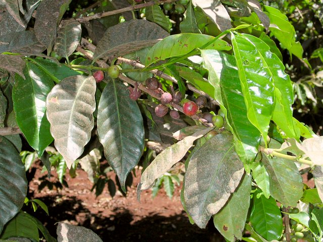 Coffee berries ripening under the African sun