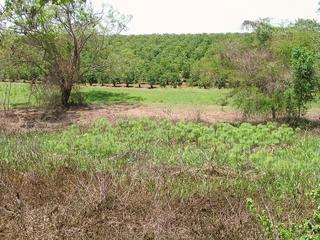 #1: View of the Confluence: The exact spot is on the small patch of burnt vegetation, just before the tufts of green papyrus