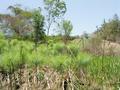 #2: Looking North from the CP. You can see the coffee plantation beyond the papyrus