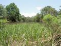 #5: Looking West: Who'd imagine there were perfectly civilized grassy trails just a few metres from here?