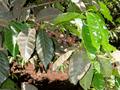 #7: Coffee berries ripening under the African sun