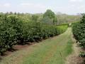 #9: A tractor trail in the coffee estate. The hill on the horizon is Ol Donyo Sabuk National Park.