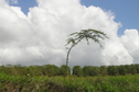 #4: Coffee fields en route to the Confluence.