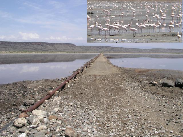 Those adventurous enough to brave the second Lake Magadi causeway and the steep rocky road beyond are rewarded with a seeing plethora of flamingos