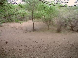 #1: 2S 36E sits amid thorn bushes on the edge of the Nguruman Escarpment