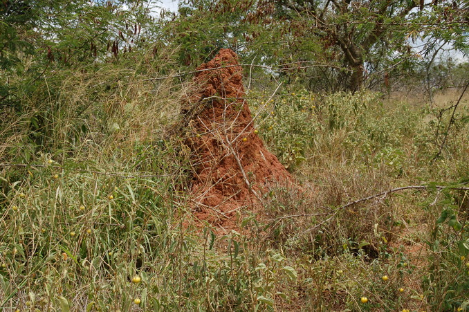 View North - Termite mound
