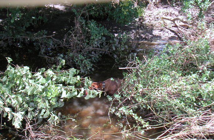 Our dog enjoyed the stream crossings