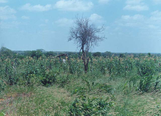 General view of the area towards East